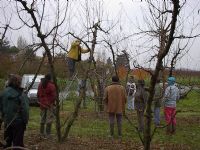Formation taille des arbres fruitiers et vignes (début : 28/11/2016 et 09/01/2017). Du 18 novembre 2016 au 9 janvier 2017 à montauban. Tarn-et-Garonne. 